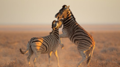 Imagen de El club de la lucha...: Soltar a la bestia - 7