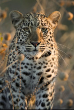 La reina de la velocidad del Serengeti