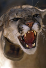 Imagen de Los animales más...: África - 4