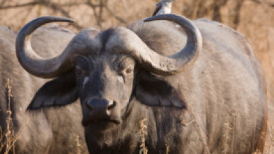 Imagen de Cazadores salvajes: los asesinos más letales de África - 7