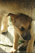 Imagen de Pelopicopata (T1): Ep.21 - 9