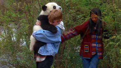 La gran aventura de los pandas