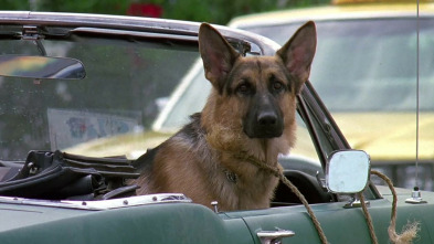 Imagen de Superagente K-9 - 3