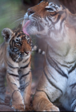 La venganza del tigre