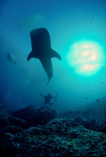 Galápagos: el reino de los tiburones gigantes