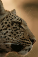 El ojo de leopardo