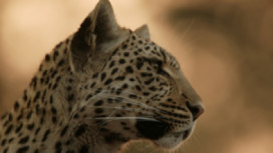 El ojo de leopardo