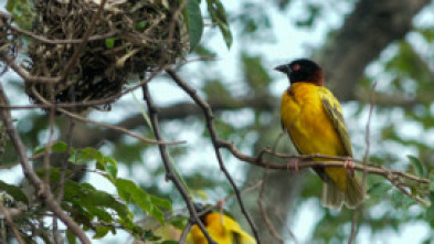 Salvar el paraíso: Las cataratas del Iguazú: tesoro de la biodiversidad