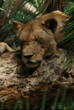 Imagen de Malika: la reina leona: Vigilando la manada - 5