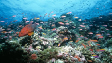 Imagen de Paraísos terrenales: Manu: la selva escondida de Perú - 5