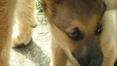 Imagen de Pelopicopata (T1): Ep.7 - 10