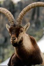 Imagen de Jerte, vida salvaje en el valle de los cerezos - 12
