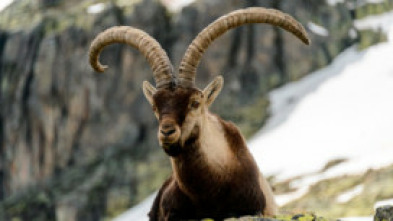 Imagen de Jerte, vida salvaje en el valle de los cerezos - 14