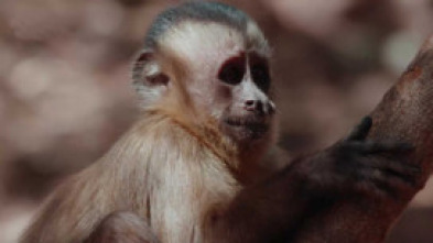 Imagen de Wild LATAM: El Amazonas - 10