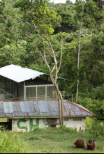 Escuela de orangutanes: La calvicie es hermosa