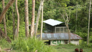 Escuela de orangutanes: El camino hacia la recuperación