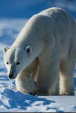 Los más letales de Alaska: Campo de batalla Grizzly