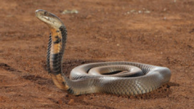 Ataques de serpiente