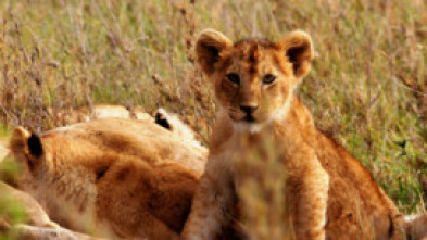 Imagen de Creciendo en África: Lecciones de caza - 7