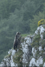 Oso, simplemente salvaje