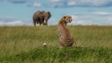 El linaje de los...: El cuento del leopardo