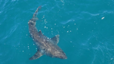 Imagen de Gran tiburón blanco vs. tiburón tigre - 7