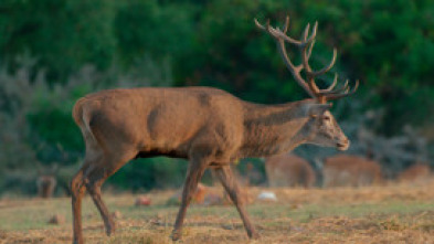 Los bosques de Iberia: Rivales