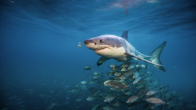 Tiburón contra ballena