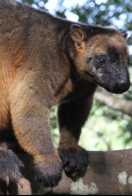 Wild Australia: Jungla jurásica