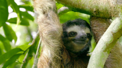 Imagen de Hotspots: Madagascar - 10