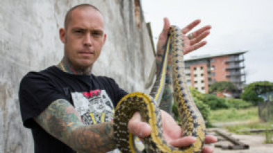 Imagen de Serpientes en la ciudad: Krait mortal - 6