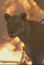 Imagen de Especial animales letales de África: Contienda en la orilla - 4