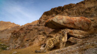 Imagen de Felinos salvajes de la...: Maestros del disfraz - 7
