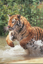 Imagen de Animales aún más salvajes: Sorprendentemente humanos - 4
