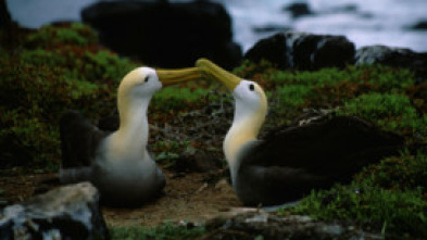 Los secretos naturales...: Galápagos