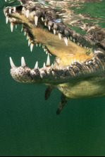Imagen de Especies icónicas de Australia - 6