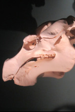Imagen de Misterios en el museo: El gato del diablo y otros misterios - 6