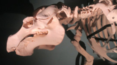Imagen de Misterios en el museo: Borrego Sandman y otros misterios - 7