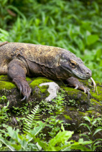 Imagen de Dragones de Komodo - 6