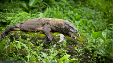 Imagen de Dragones de Komodo - 7
