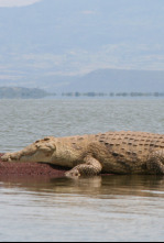 Un vaquero australiano: Cocodrilos en el pozo