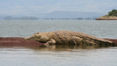 Un vaquero australiano: El cocodrilo fugitivo