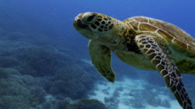 Imagen de Islas Secretas de...: Isla Canguro - 5