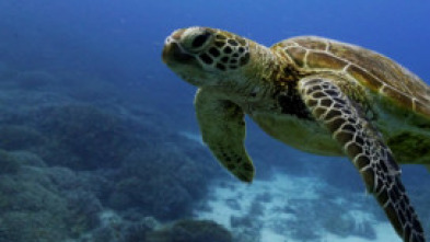 Imagen de Islas Secretas de...: Isla de Navidad - 5