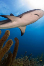 Imagen de La cursa de la vida: La gran carrera del desierto - 4