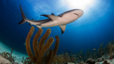 Imagen de La carrera por la vida: Reptiles - 5