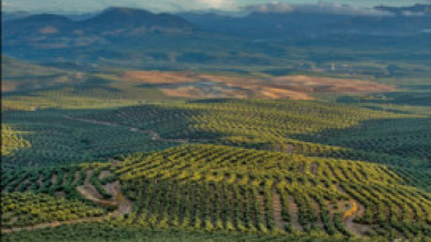 Imagen de Guadalquivir, corazón verde de Andalucía - 5