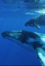 La sabiduría de la ballena