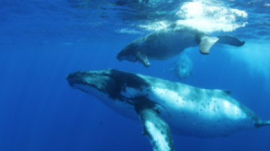 La sabiduría de la ballena