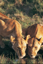 La manada: Leones